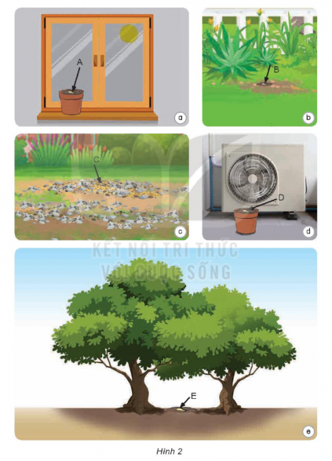 Các hạt giống một loại cây gieo vào các vị trí A, B, C, D, E như hình 2 được cung cấp đầy đủ nước và hạt nảy mầm thành cây con, hãy dự đoán