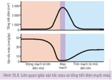   a) Vận tốc máu biến động như thế nào trong hệ mạch?  b) Cho biết mối liên quan giữa vận tốc máu và tổng tiết diện mạch máu.