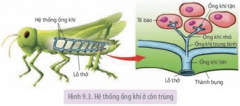 Quan sát Hình 9.3 và giải thích tại sao sự phân nhánh của ống khí có thể giúp côn trùng trao đổi khí rất hiệu quả, đảm bảo đủ O2 cho hoạt động bình thường cũng như các hoạt động tích cực, tiêu tốn nhiều năng lượng.