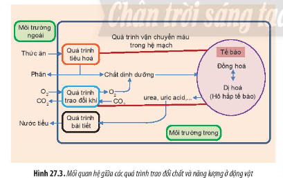 Từ kiến thức đã học và dựa vào Hình 27.3, hãy nêu rõ chức năng và xác định mối qua hệ giữa các quá trình sinh lí trong cơ thể động vật (Bảng 27.1)