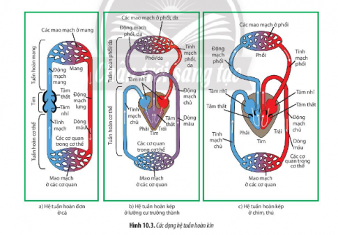 Chỉ ra đường đi của máu trong hệ tuần hoàn ở cá, ở lưỡng cư trưởng thành và ở động vật có vú.