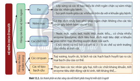 hàng rào bảo vệ của cơ thể gồm những thành phần nào. Khi có tác nhân gây bệnh xâm nhập vào cơ thể, hệ miễn dịch sẽ tiêu diệt các tác nhân đó bằng những cách nào