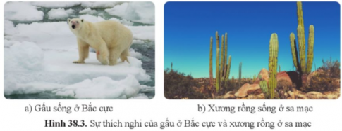   a) Gấu có đặc điểm gì thích nghi với nhiệt độ giá lạnh ở vùng Bắc cực?  b) Xương rồng có đặc điểm gì thích nghi với điều kiện khô hạn ở sa mạc?