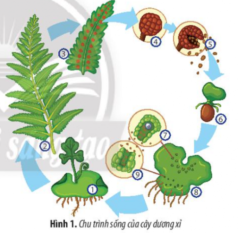 Hãy chú thích Hình 1 và vẽ sơ đồ vòng đời của dương xỉ thể hiện rõ sự xen kẽ giữa sinh sản vô tính và sinh sản hữu tính