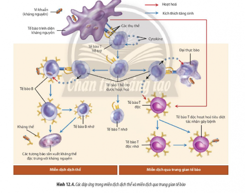 Quan sát Hình 12.4, hãy cho biết vai trò của các loại tế bào tham gia đáp ứng miễn dịch đặc hiệu bằng cách hoàn thành bảng sau