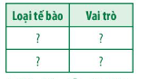 Quan sát Hình 12.4, hãy cho biết vai trò của các loại tế bào tham gia đáp ứng miễn dịch đặc hiệu bằng cách hoàn thành bảng sau