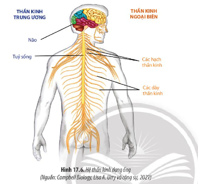 Quan sát Hình 17.4, 17.5 và 17.6 hãy lập bảng phân biệt các dạng hệ thần kinh ở động vật.