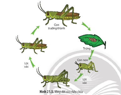 Quan sát Hình 21.5, nhận xét sự khác biệt về hình thái của con non qua mỗi lần lột xác kế tiếp nhau