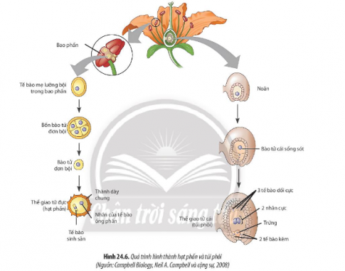 Quan sát Hình 24.6, hãy mô tả quá trình hình thành hạt phấn và túi phôi. Hai quá trình này có đặc điểm gì khác nhau?