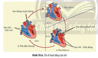 Quan sát Hình 10.6, hãy cho biết trong một chu kì, hoạt dộng của tim diễn ra như thế nào. Vai trò của các van tim là gì?