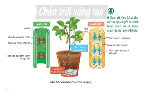 Quan sát Hình 2.6 và cho biết sự vận chuyển các chất trong mạch gỗ và trong mạch rây xảy ra như thế nào? 