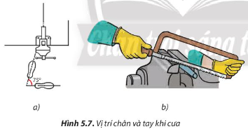 Quan sát Hình 5.7, em hãy mô tả vị trí chân và tay khi cưa.