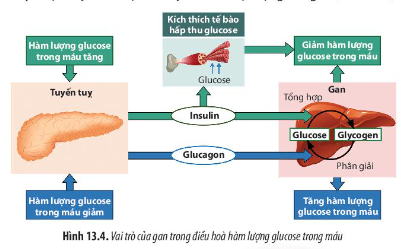 Quan sát Hình 13.4, hãy mô tả cơ chế điều hòa hàm lượng đường trong cơ thể. Từ đó giải thích tại sao gan đóng vai trò quan trọng trong việc duy trì cân bằng nội môi