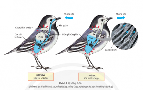 Quan sát Hình 9.7, hãy trình bày hình thức trao đổi khí ở chim