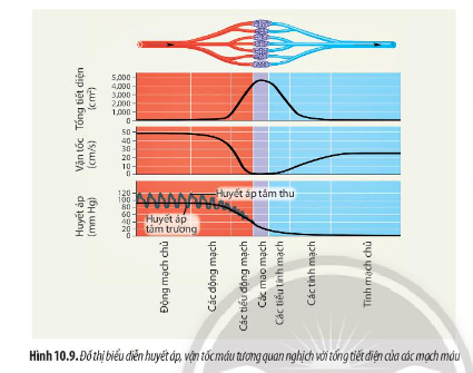 Quan sát Hình 10.9, hãy rút ra nhận xét về sự tương quan giữa huyết áp, vận tốc máu và tiết diện của các mạch máu.