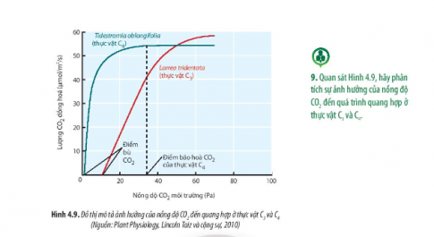 Quan sát Hình 4.9, hãy phân tích sự ảnh hưởng của nồng độ CO2 đến quá trình quang hợp ở thực vật C3 và C4