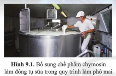 Bổ sung chế phẩm rennet (rennin) chứa enzyme chymosin làm đông tụ sữa là bước quan trọng, không thể thiếu trong quy trình sản xuất phô mai công nghiệp (hình 9.1)....