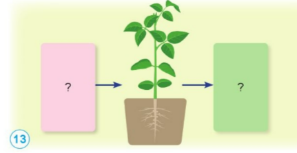 Vẽ sơ đô trao đổi khí, nước và chất khoáng giữa thực vật với môi trường dựa vào hình gợi ý dưới đây.