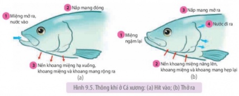 Nghiên cứu Hình 9.4 và 9.5, cho biết tạo sao hệ hô hấp của cá xương trao đổi khí với nước rất hiệu quả?