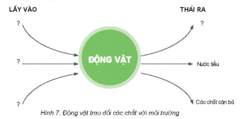 Vẽ sơ đồ thể hiện sự trao đổi không khí, nước, thức ăn của động vật với môi trường theo gợi ý sau.