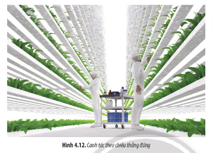 Dựa vào sự ảnh hưởng của các yếu tố môi trường đến quang hợp, hãy giải thích tại sao "canh tác theo chiều thẳng đứng" (Hình 4.12) được xem là giải pháp tiềm năng trong tương lai để giải quyết các vấn đề về lương thực.