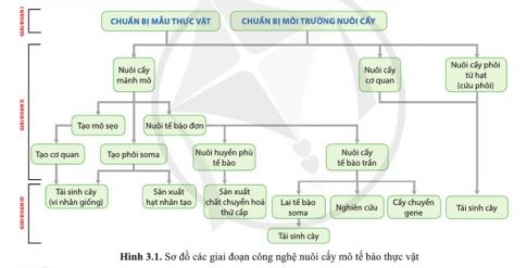 Quan sát hình 3.1, hãy cho biết công nghệ tế bào thực vật có các giai đoạn nào?