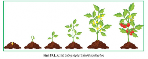 Quan sát Hình 19.1 và rút ra nhận xét về những biến đổi trong quá trình sinh trưởng và phát triển ở thực vật có hoa