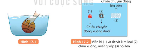 Hãy biểu diễn các lực tác dụng lên viên bi, ốc vít kim loại, miếng xốp khi chúng ở vị trí hình như hình 17.2