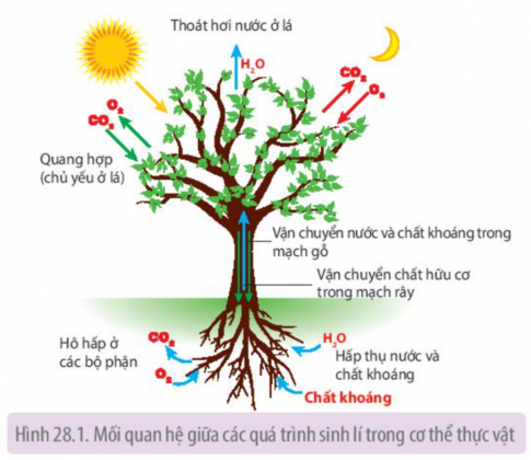  Quang hợp và hô hấp; Hấp thụ nước và thoát hơi nước