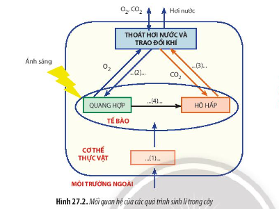 Từ kiến thức đã học, hãy hoàn thành sơ đồ còn thiếu trong Hình 27.2