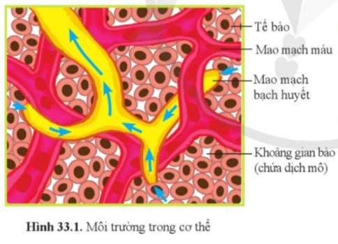 Quan sát hình 33.1 và nêu các thành phần của môi trường trong cơ thể.
