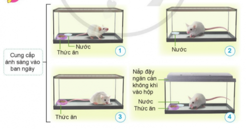Hãy nêu điều kiện sống của mỗi con chuột trong những hình sau.