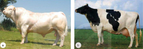 Quan sát Hình 4.1 và chỉ ra những đặc điểm đặc trưng về ngoại hình khi chọn giống bò hướng thịt và bò hướng sữa