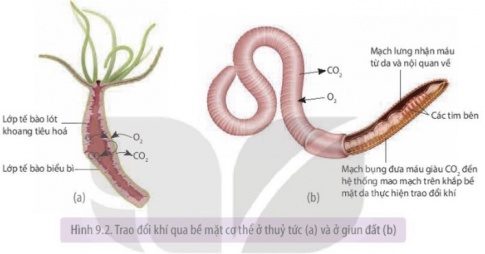 Quan sát Hình 9.2, cho biết thuỷ tức và giun đất trao đổi khí với môi trường sống như thế nào.