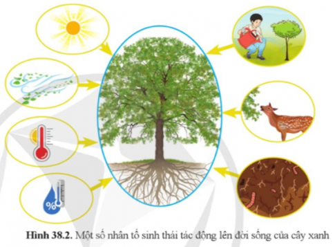   a) Có những nhân tố nào của môi trường tác động đến sự sinh trưởng và phát triển của cây?  b) Trong các nhân tố đó, những nhân tố nào là nhân tố vô sinh, những nhân tố nào là nhân tố hữu sinh?