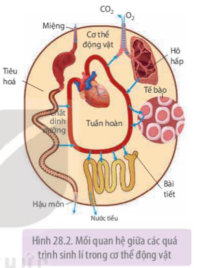  Tuần hoàn và bài tiết; Tiêu hóa và tuần hoàn