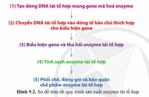 So sánh các giai đoạn cơ bản trong quy trình sản xuất enzyme tái tổ hợp (hình 9.2) với các giai đoạn cơ bản trong quy trình sản xuất enzyme tự nhiên (hình 8.3).