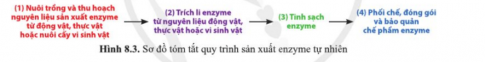 So sánh các giai đoạn cơ bản trong quy trình sản xuất enzyme tái tổ hợp (hình 9.2) với các giai đoạn cơ bản trong quy trình sản xuất enzyme tự nhiên (hình 8.3).