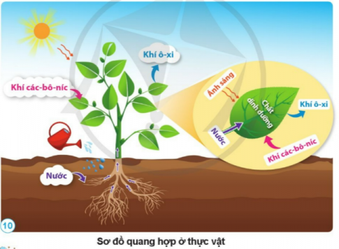 Nhờ có ánh sáng, thực vật đã sử dụng những gì để tạo thành chất dinh dưỡng và thải ra khí ô-xi? Quá trình đó được gọi là gì?