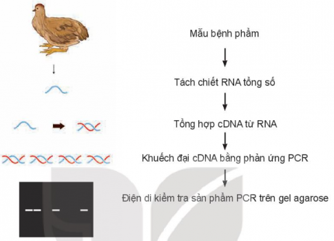 Quan sát Hình 15.3 và mô tả quy trình phát hiện sớm virus H5N1 gây bệnh cúm ở gia cầm