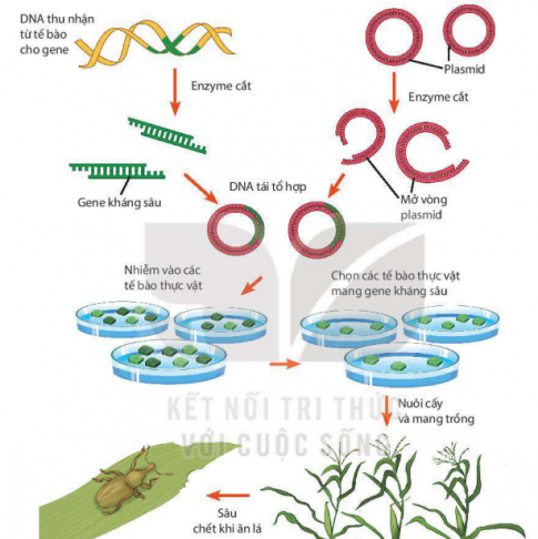 Quan sát hình 2.2 và mô tả các bước trong quy trình chuyển gene kháng sâu vào cây trông?