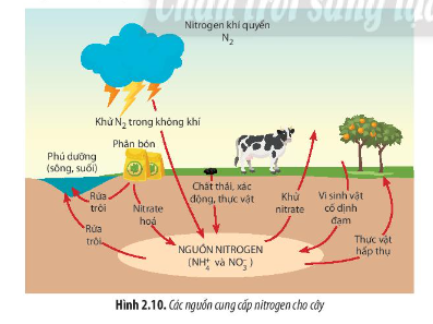 Quan sát hình 2.19 và cho biết nguồn nitrogen cung cấp cho cây được tạo ra từ những hoạt động nào.