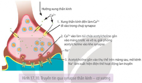 Thông tin dưới dạng xung thần kinh được neuron chuyển qua synapse hóa học sang tế bào khác như thế nào?