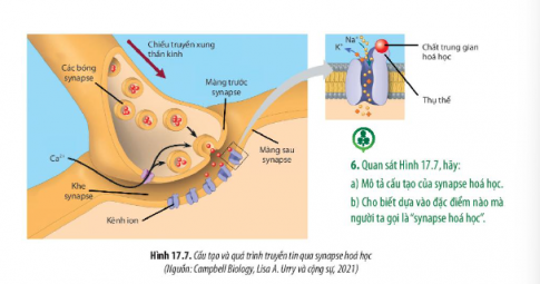  Mô tả cấu tạo của synapse hóa học