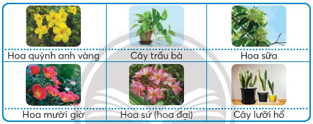 Em hãy gắn thẻ mô tả đặc điểm, ý nghĩa của loại hoa, cây cảnh tương ứng với hình ảnh minh họa dưới đây
