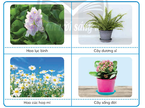 Em hãy gắn thẻ mô tả lợi ích loại hoa, cây cảnh tương ứng với hình ảnh minh họa dưới đây