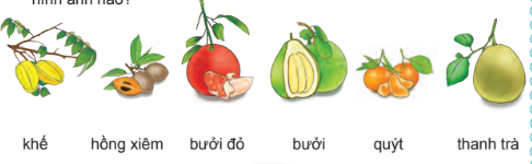 Mỗi loại cây, quả trong vườn Bác được tả bằng những từ ngữ, hình ảnh nào?