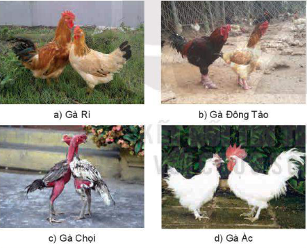 Quan sát Hình 3.1 và mô tả các đặc điểm ngoại hình đặc trưng của các giống gà