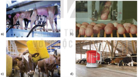 Quan sát Hình 19.1 và nêu những công nghệ cao được ứng dụng trong chăn nuôi phù hợp với từng ảnh trong hình