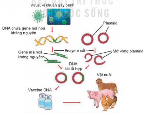 Quan sát sơ đồ Hình 15.1, mô tả các bước trong quy trình sản xuất vaccine DNA tái tổ hợp